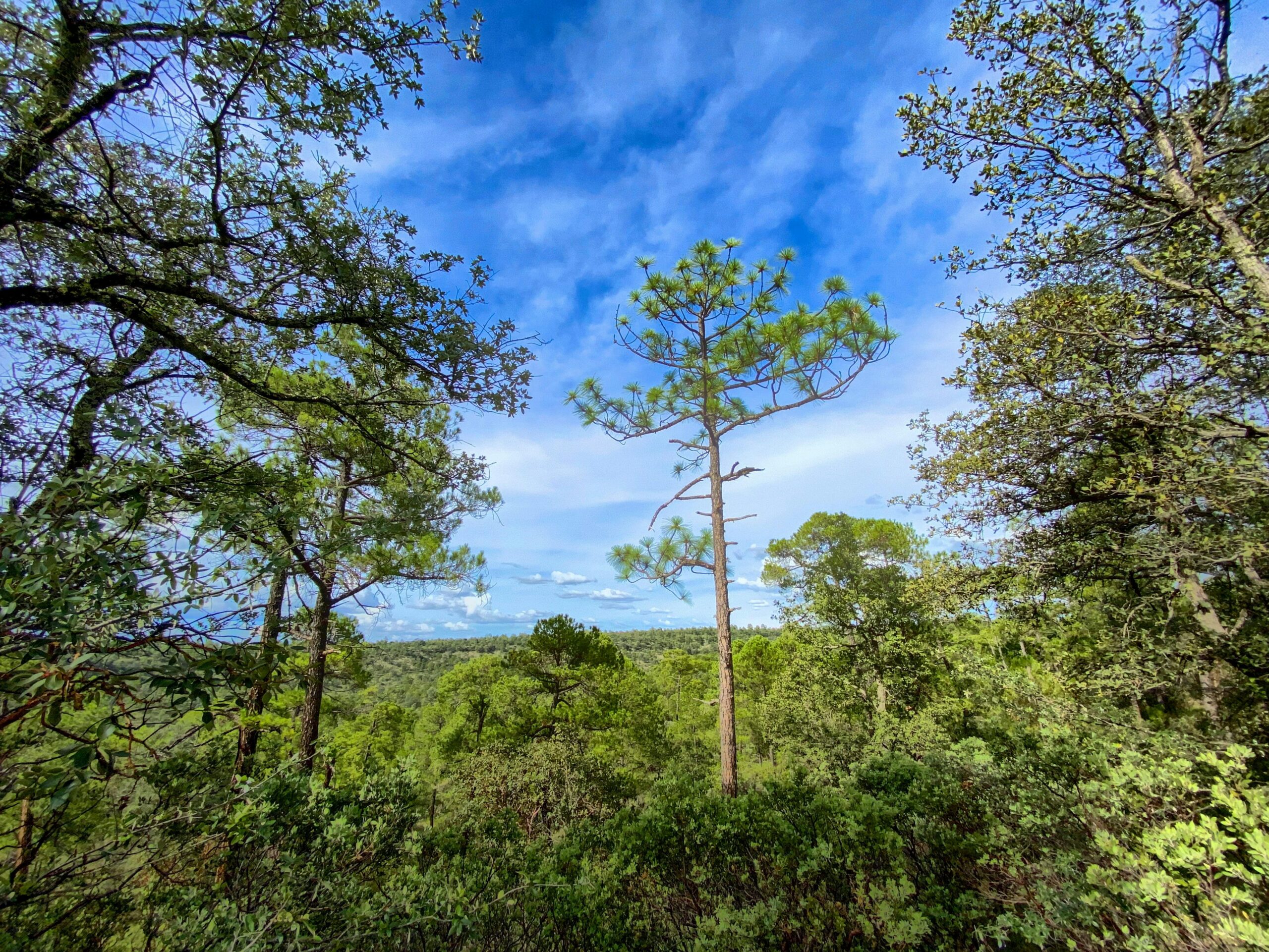 Lush green forest under a bright blue sky in Durango, Mexico.